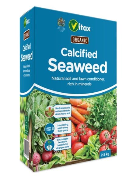 Calcified Seaweed