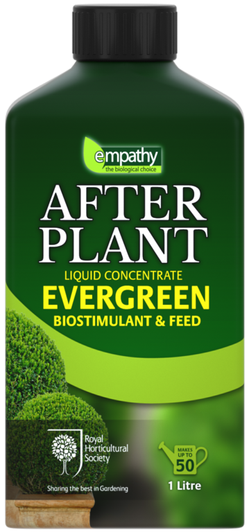 After Plant Evergreens