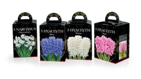 Hyacinth & Paper White Gift Kits