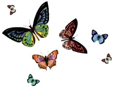 Rio Butterfly Transparent Wipe Clean Placemat