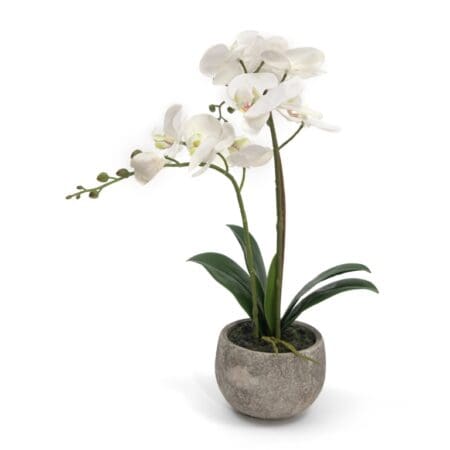 Orchid In Pot 45cm